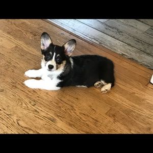 Meet your Posher, Masha